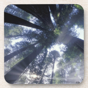 NA, USA, California, Del Norte Redwoods State Coaster