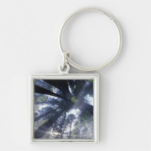 NA, USA, California, Del Norte Redwoods State Keychain