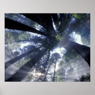 NA, USA, California, Del Norte Redwoods State Poster
