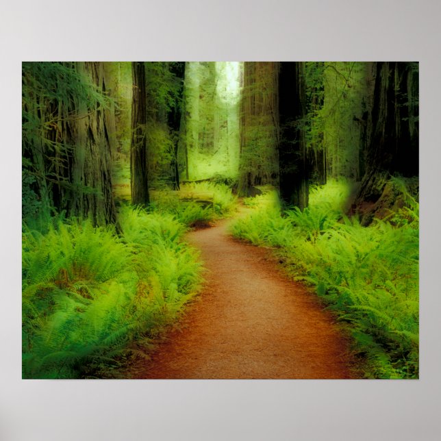 NA, USA, California, Jedediah Smith Redwoods Poster (Front)