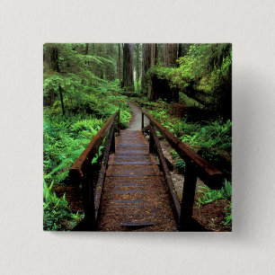 NA, USA, California, Jedidiah Smith Redwoods 2 Inch Square Button