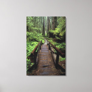 NA, USA, California, Jedidiah Smith Redwoods Canvas Print
