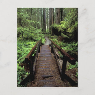 NA, USA, California, Jedidiah Smith Redwoods Postcard