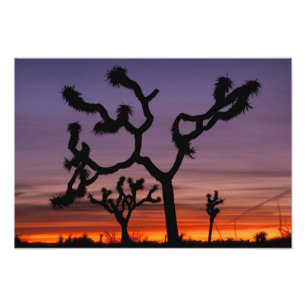 NA, USA, California. Joshua Tree National Photo Print