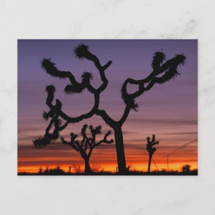 NA, USA, California. Joshua Tree National Postcard