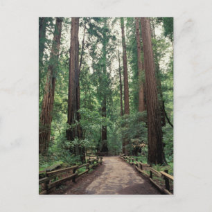 NA, USA, California, Marin County, Muir Woods Postcard