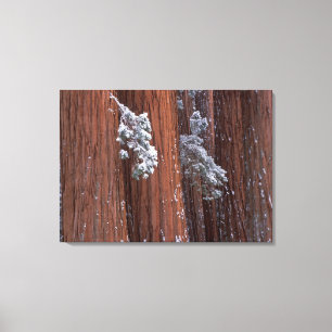 NA, USA, California. Sequoia National Park. 2 Canvas Print