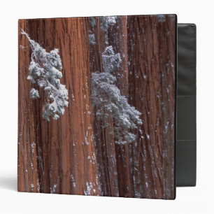 NA, USA, California. Sequoia National Park. Binder