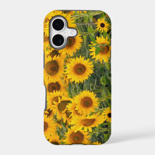 Na, USA, Colorado, Sunflowers