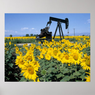 Na, USA, Colorado, Sunflowers, Oil Derrick Poster