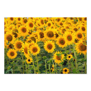 Na, USA, Colorado, Sunflowers Photo Print