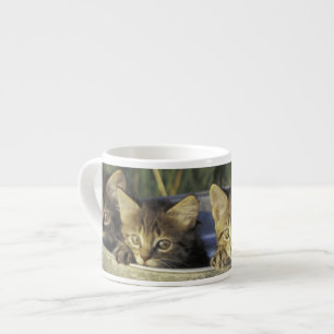 NA, USA, Florida, rural Florida. Eight-week-old Espresso Cup