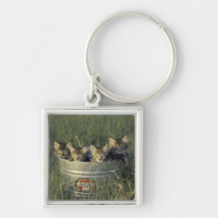 NA, USA, Florida, rural Florida. Eight-week-old Keychain