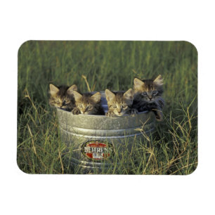 NA, USA, Florida, rural Florida. Eight-week-old Magnet