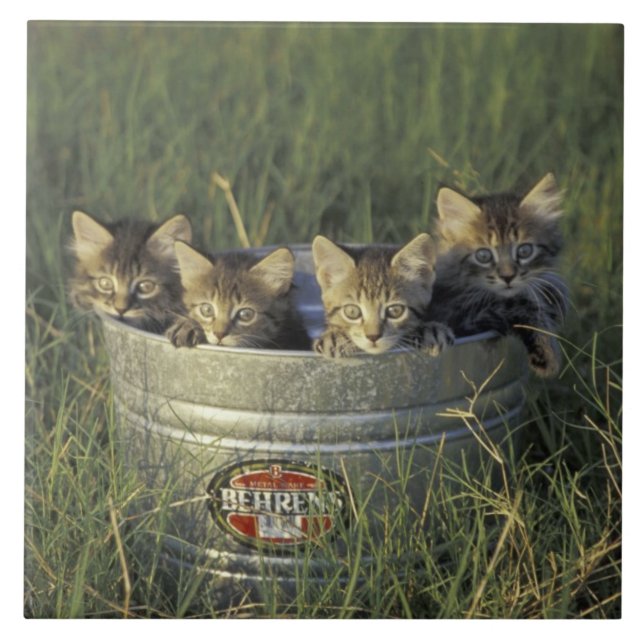 NA, USA, Florida, rural Florida. Eight-week-old Tile (Front)