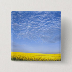 Na, USA, ID, Grangeville, Field of Canola Crop 2 Inch Square Button