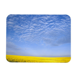 Na, USA, ID, Grangeville, Field of Canola Crop Magnet