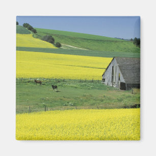 NA, USA, Idaho, near Potlatch, Canola and old Magnet