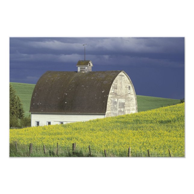NA, USA, Idaho, south of Genesse, Canola field Photo Print (Front)