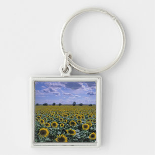 NA, USA, Kansas, Sunflower crop Keychain