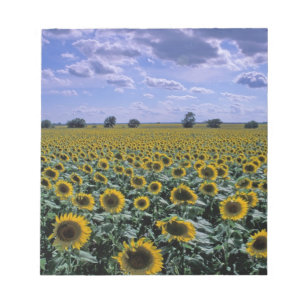 NA, USA, Kansas, Sunflower crop Notepad