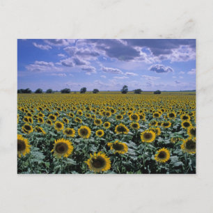 NA, USA, Kansas, Sunflower crop Postcard