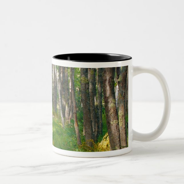 NA, USA, Maine.  Jessup trail in Acadia National Two-Tone Coffee Mug (Right)