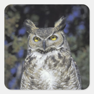 NA, USA, New Mexico, Wildlife West Nature Park Square Sticker