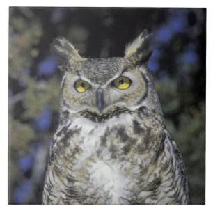 NA, USA, New Mexico, Wildlife West Nature Park Tile