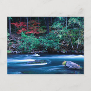 NA, USA, Oregon, Fall Foliage on North Umpquah Postcard
