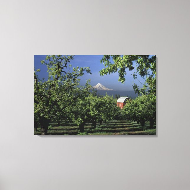 NA, USA, Oregon, near Hood River Mt. Hood with Canvas Print (Front)