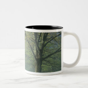 NA, USA, Tennessee, Cades Cove, Great Smoky Two-Tone Coffee Mug
