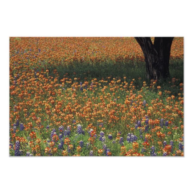 NA, USA, Texas, Hill Country, Paint brush and Photo Print (Front)