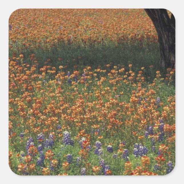 NA, USA, Texas, Hill Country, Paint brush and Square Sticker (Front)