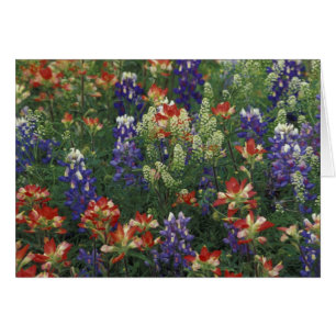 NA, USA, Texas, near Marble Falls, Paint brush