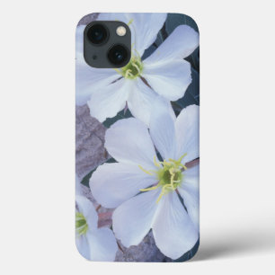 NA, USA, Utah, Arches NP, Evening primrose iPhone 13 Case
