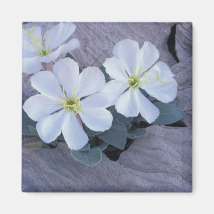 NA, USA, Utah, Arches NP, Evening primrose Magnet