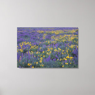 NA, USA, Washington Dalles, Lupine and Canvas Print
