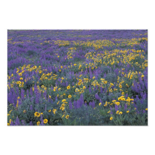 NA, USA, Washington Dalles, Lupine and Photo Print