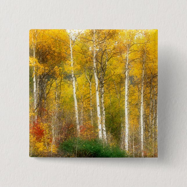 NA, USA, Washington, Fall Aspen Trees along 2 Inch Square Button (Front)