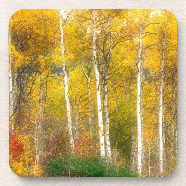 NA, USA, Washington, Fall Aspen Trees along Coaster (Front)