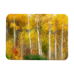 NA, USA, Washington, Fall Aspen Trees along Magnet