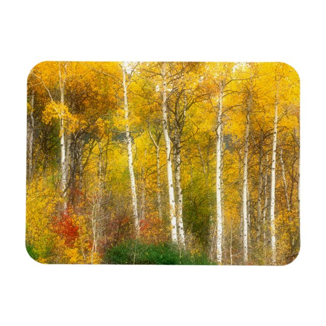 NA, USA, Washington, Fall Aspen Trees along Magnet (Horizontal)