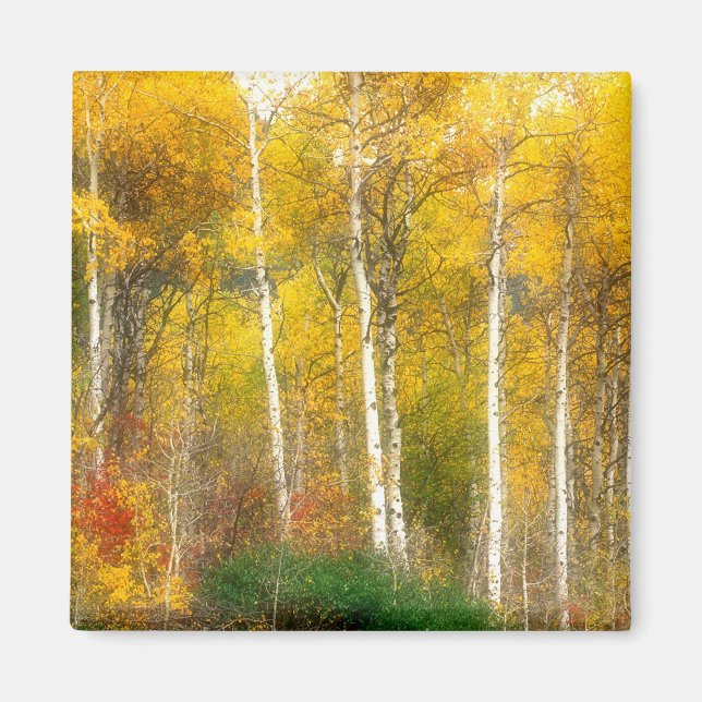 NA, USA, Washington, Fall Aspen Trees along Magnet (Front)