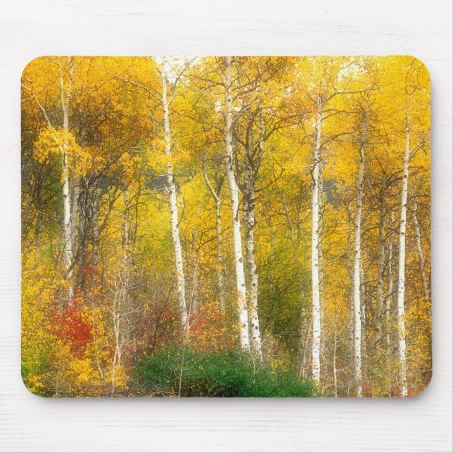 NA, USA, Washington, Fall Aspen Trees along Mouse Pad (Front)