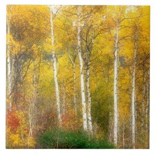 NA, USA, Washington, Fall Aspen Trees along Tile