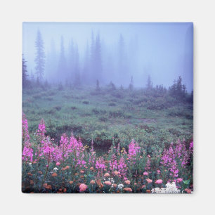NA, USA, Washington, Foggy Alpine Meadow, Mt. Magnet