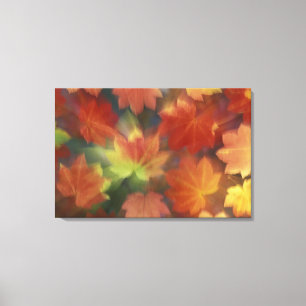 NA, USA, Washington, Issaquah, Vine maple Canvas Print
