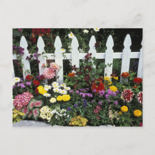 NA, USA, Washington, Sammamish, White picket Postcard