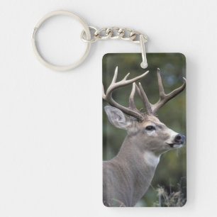 NA, USA, Washington State, White-tailed deer, Keychain